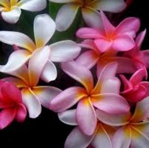 Meet your Posher, Jacqueline